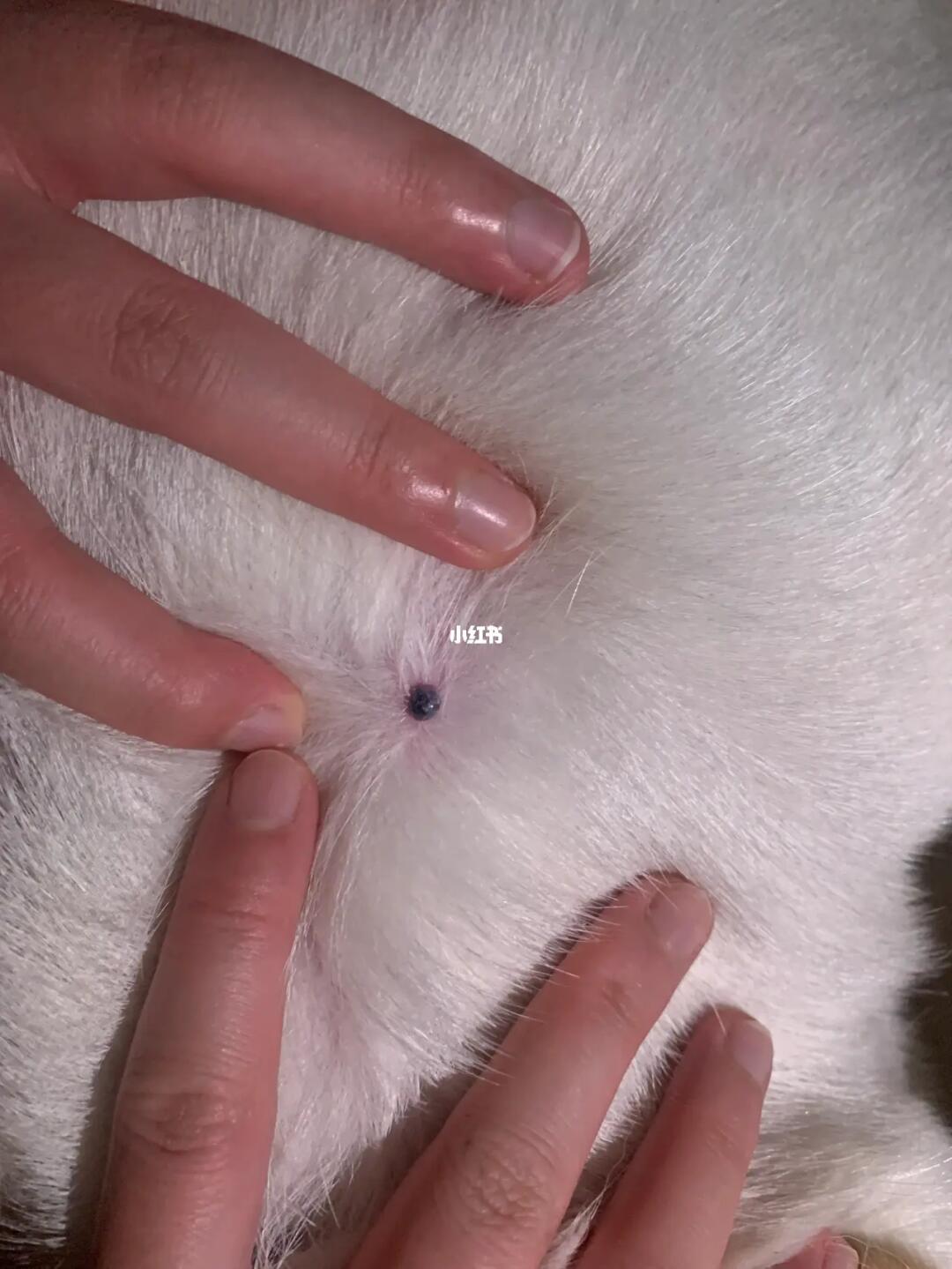 求助!_狗狗_拉布拉多_蜱虫_宠物_狗_晒狗