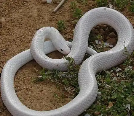 2000年雷峰塔挖出白蛇