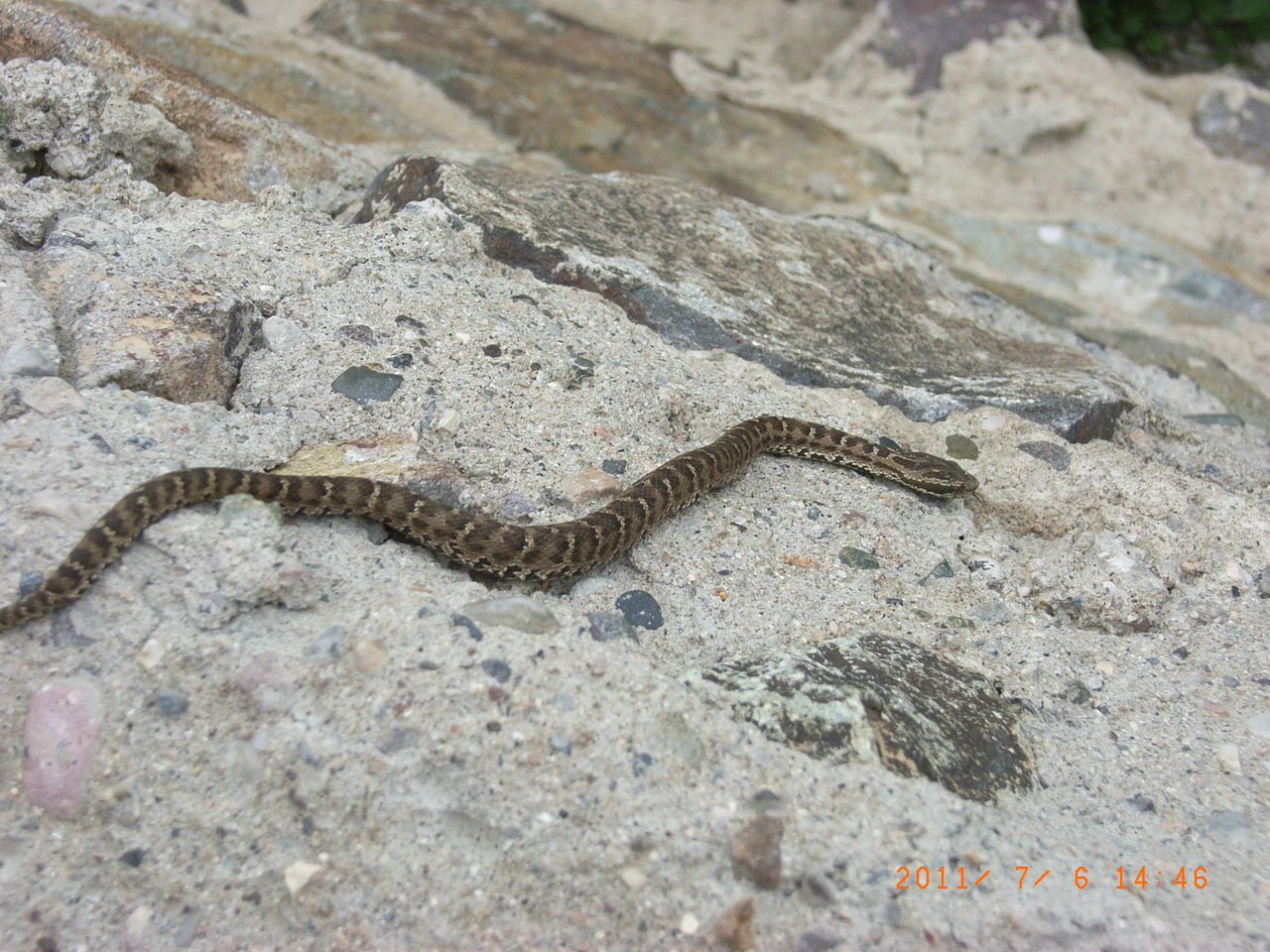 科 /a> a href="#">亚洲蝮属 /a>的爬行动物,俗名七寸子,七寸蛇麻布袋