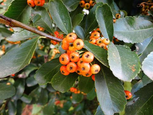 从叶子判断火棘,百度可以查到它的详细资料.