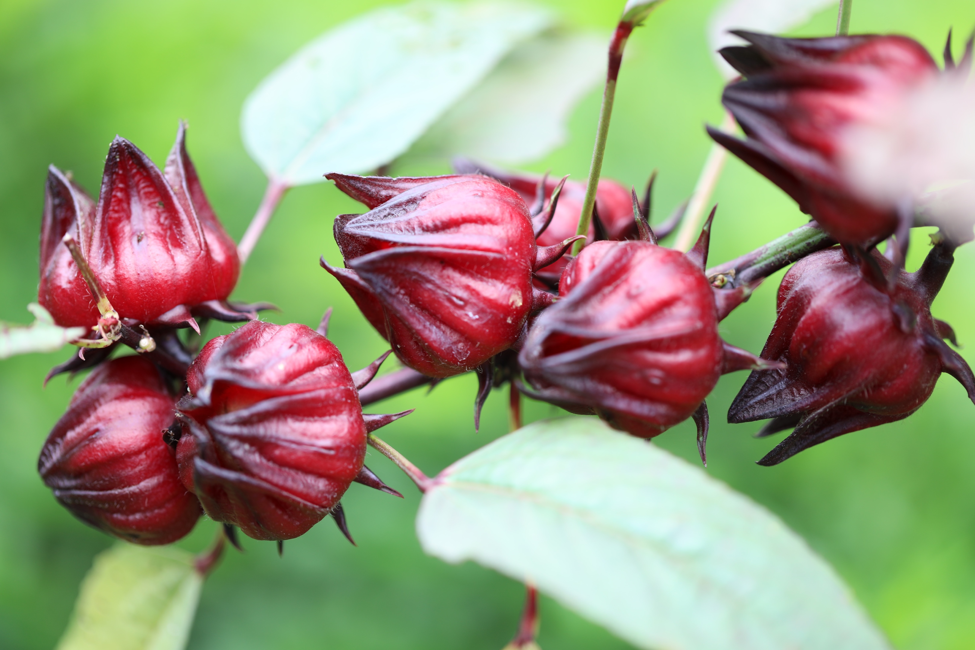 首发洛神花植物中的红宝石