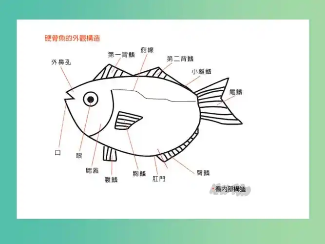 四年级科学上册 3.2《鱼儿生活的好吗》课件1 大象版.ppt