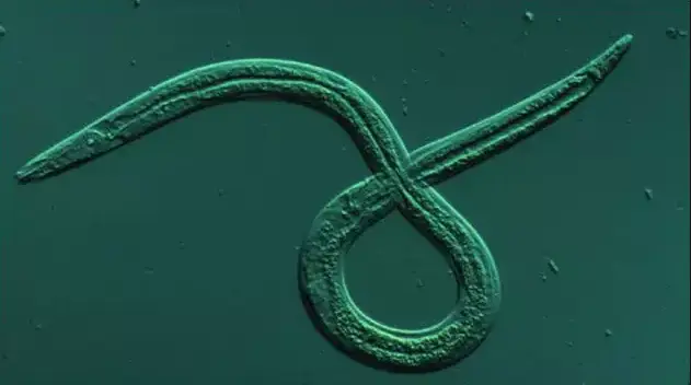 动植物检疫检疫性有害生物科普松材线虫