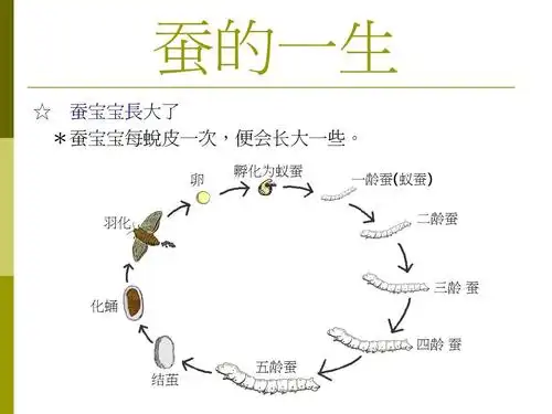 无忧文档 所有分类 蚕的一生ppt 蚕的一生 蚕的一生 ☆ 蚕宝宝长大了