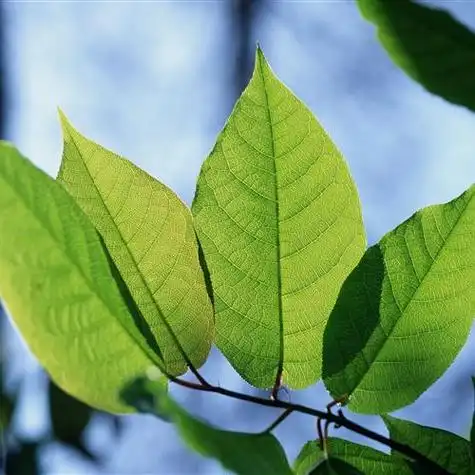 淡绿色唯美小清新头像,绿色的各种树叶太美了