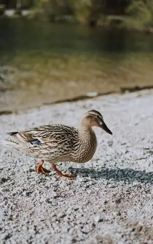 可爱小鸭子高清图片壁纸2