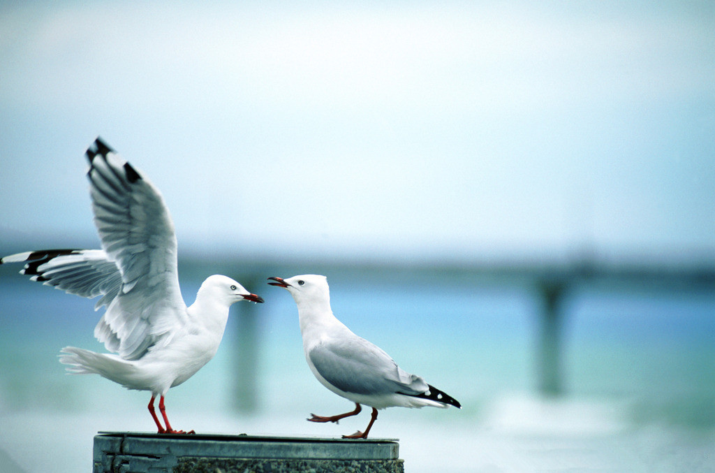 我想把那两只海鸥的边线和虚化和背景融合到一起需要用ps怎么操作,急