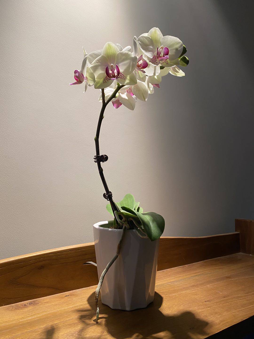 蝴蝶兰盆栽特级