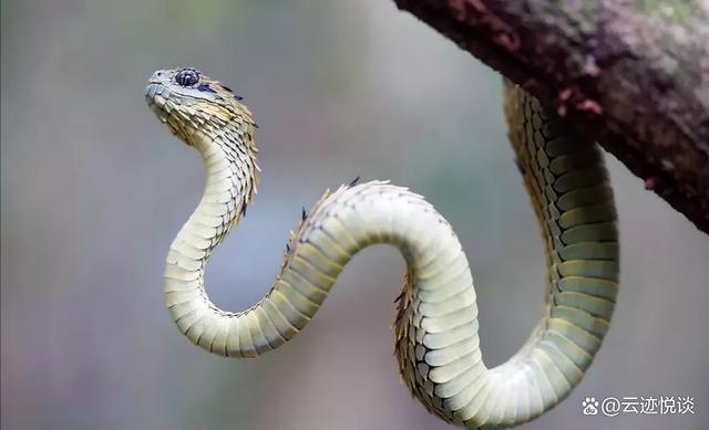 基伍树蝰双眸如渊,杀气凛冽;浑身鳞片锐角冲天,头颈处尤甚,威武霸气.