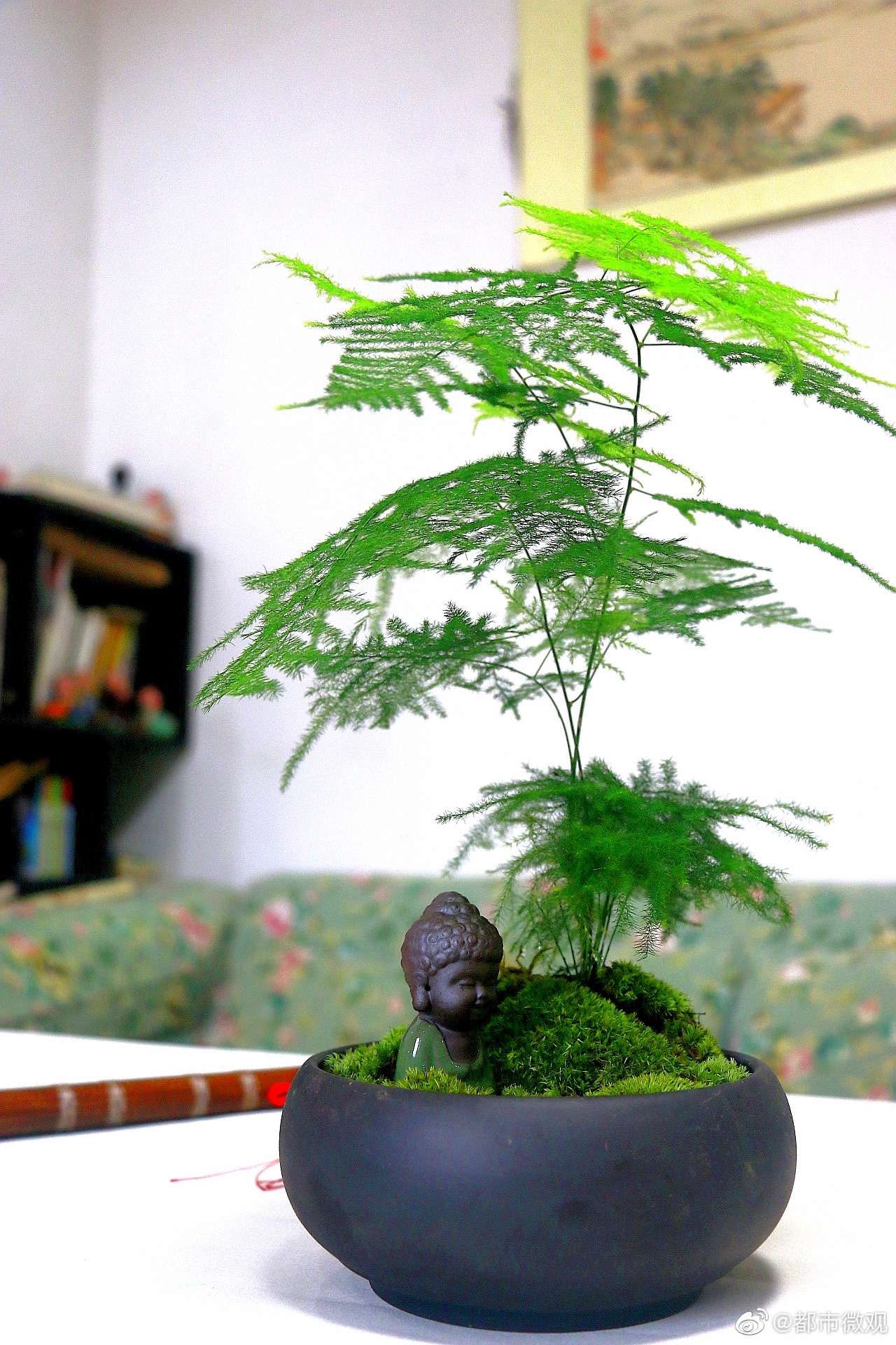 一组文竹盆景,愿给你带来清凉.国庆快乐!