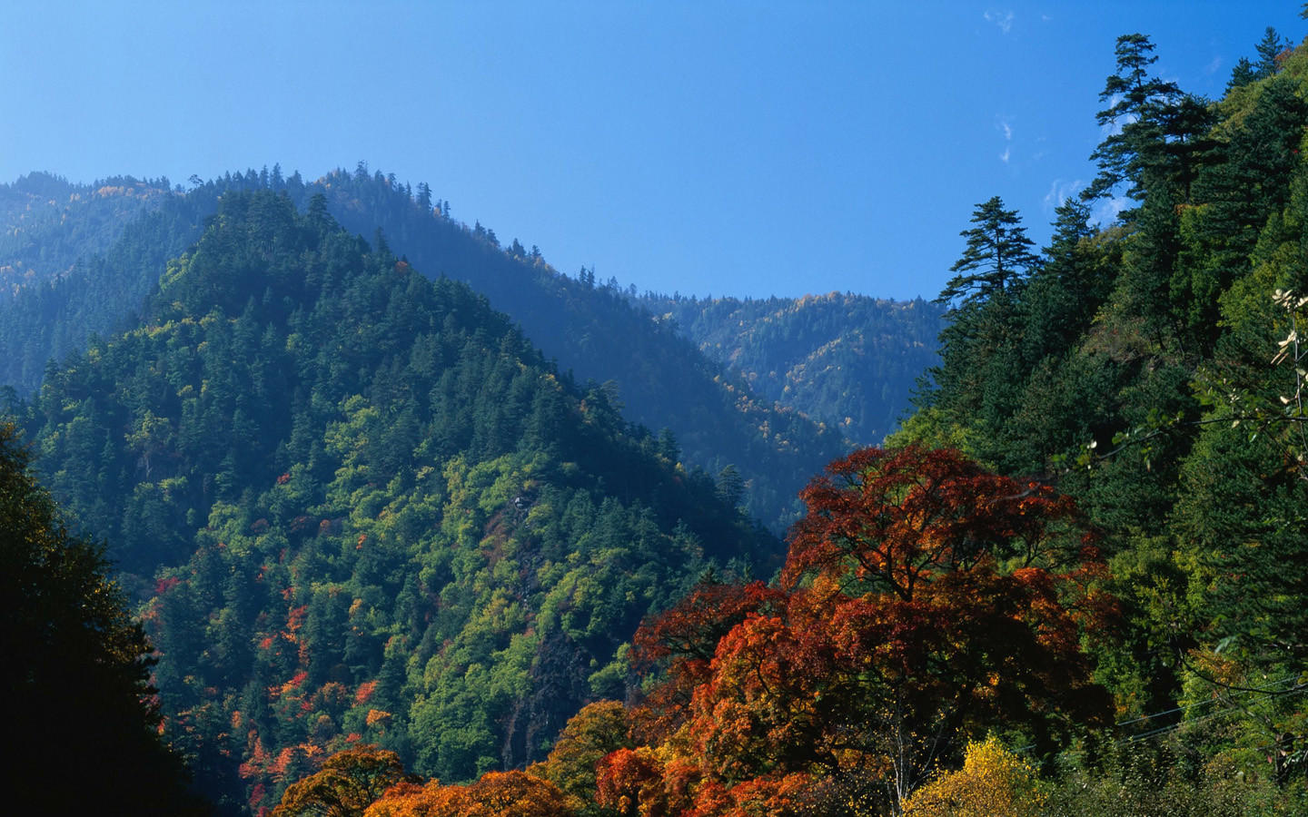 秋天唯美枫叶自然风景图片桌面壁纸