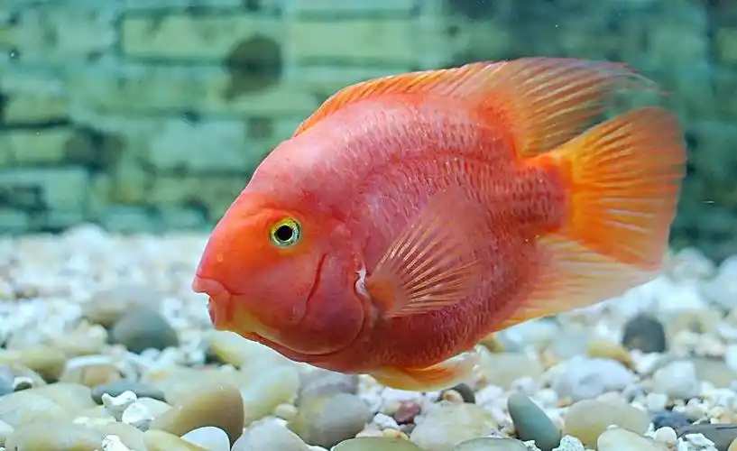 血鹦鹉鱼养几只 血鹦鹉鱼风水作用