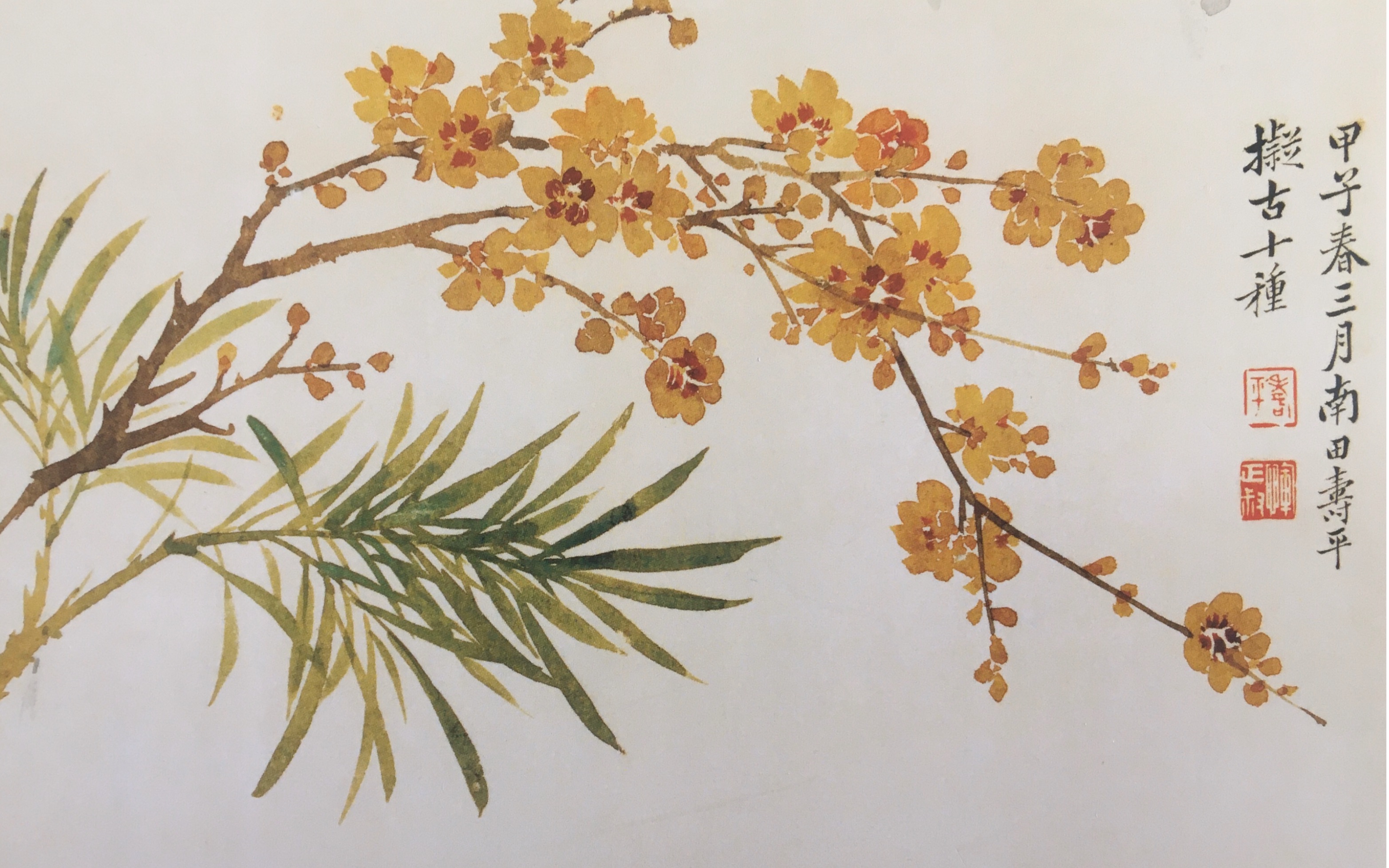 临摹恽寿平迎春花