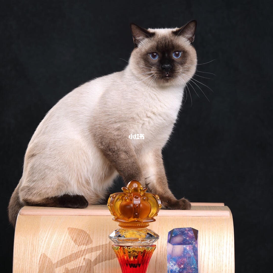 真正的赛级传统暹罗猫