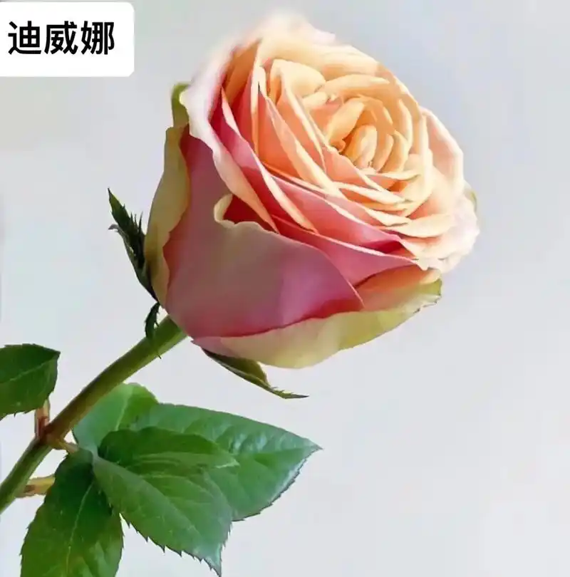 每日认识一种花材21/迪威娜玫瑰 特点:花型饱满,花瓣厚实, - 抖音
