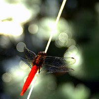 蜻蜓的微信图片_微信头像图片大全