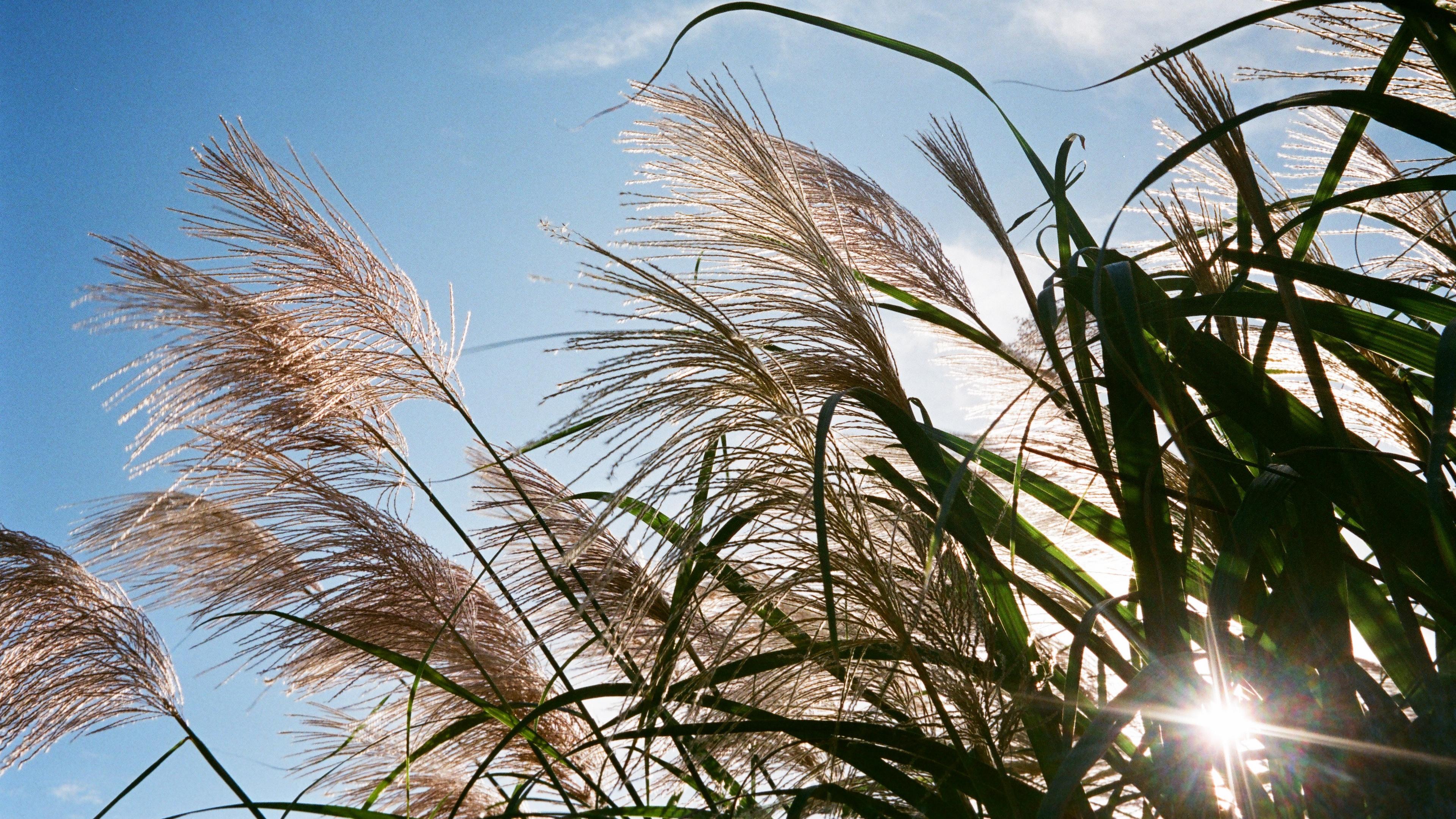 芦苇摇曳唯美意境风景,高清图片,电脑桌面-壁纸族