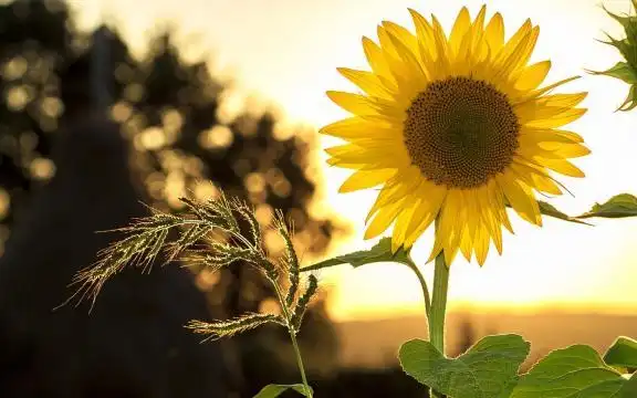 小清新向日葵唯美暖心花语