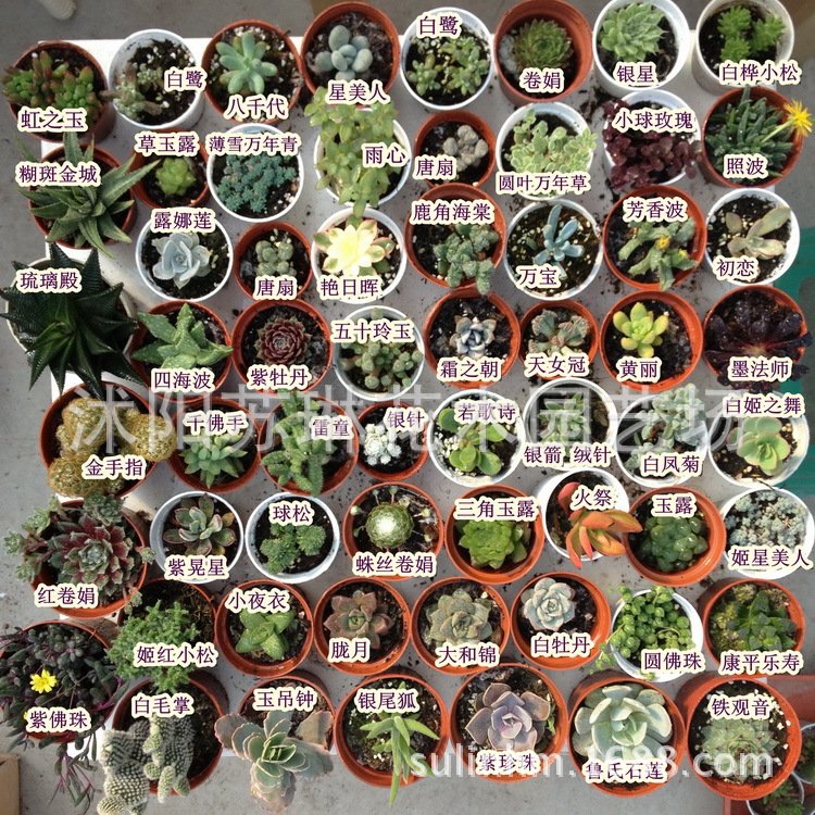 批发美人蕉水生美人蕉种球黄花美人蕉红花美人蕉大花美人蕉