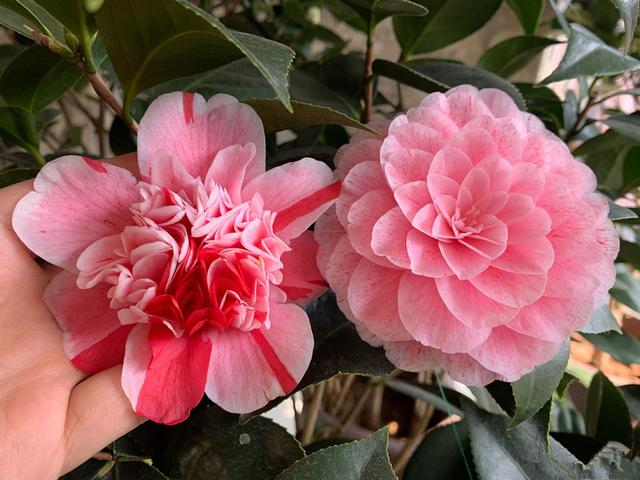 世界名花"五色赤丹",一树多色花,美不输牡丹,你值得拥有