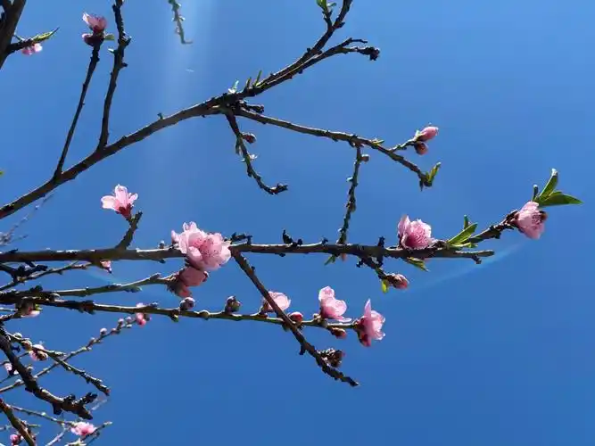 桃花依旧笑春风