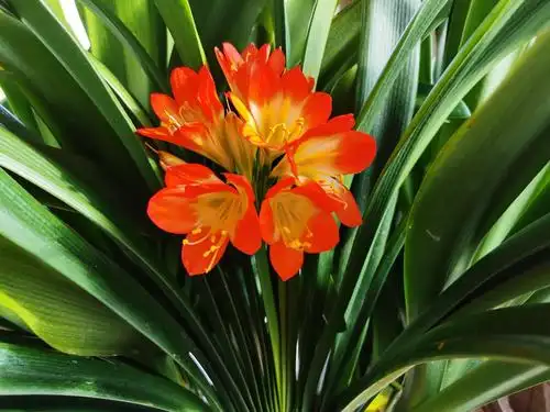 君子兰 ,花型精美,宛如人工雕琢般,叶片大气厚实,整体株型带有儒雅