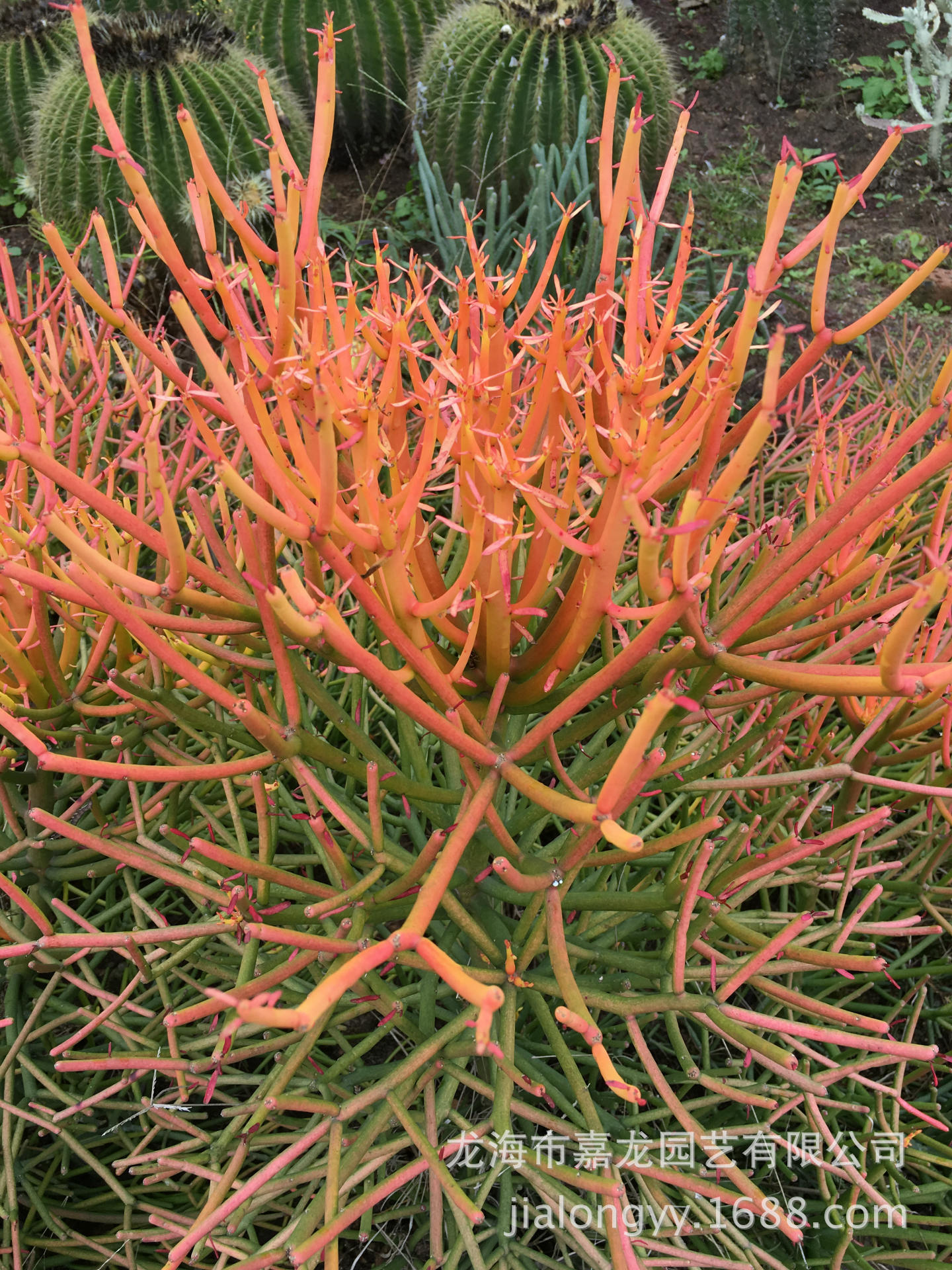 光棍树锦大戟科红珊瑚30-40 沙生大型植物地被澎珊瑚造景绿玉树