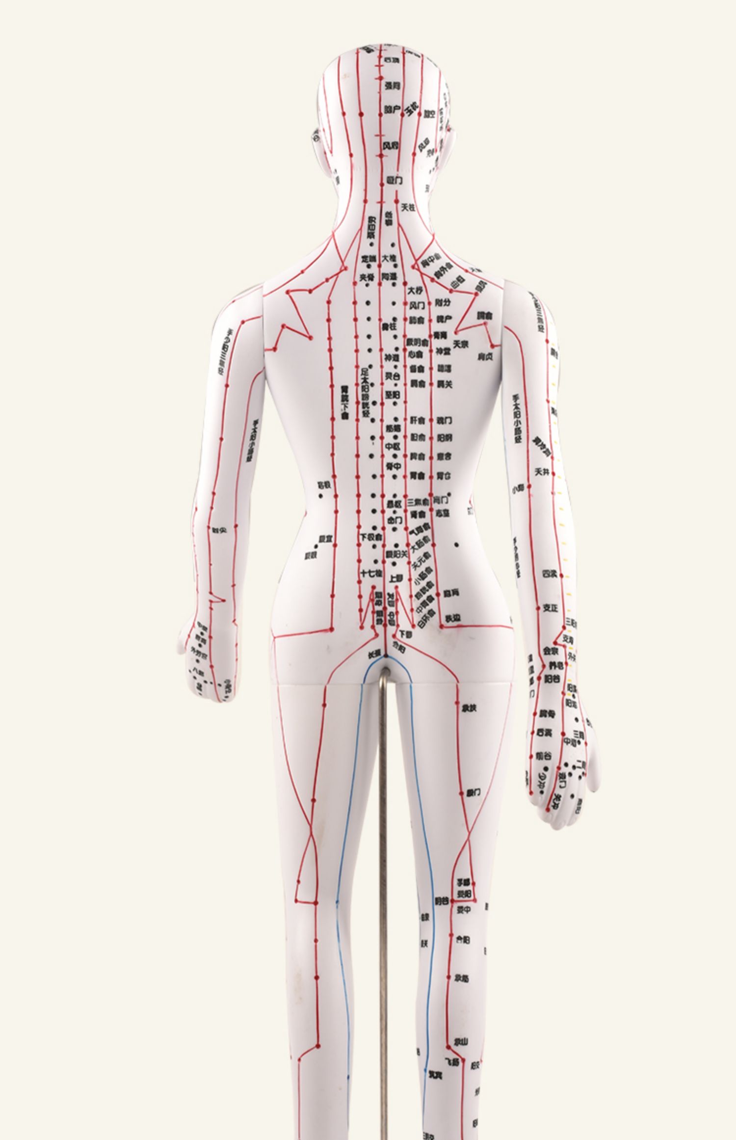 中医针灸人体穴位图经络模型人全身经络可扎针医学十二铜人男女pc 铜