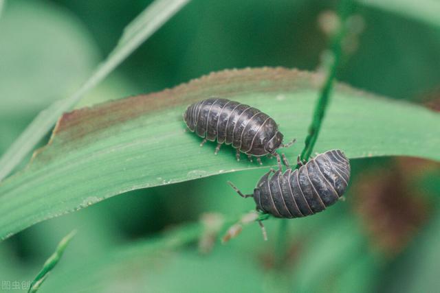 家中常见昆虫大集合多数人叫不上名字以及防治妙招
