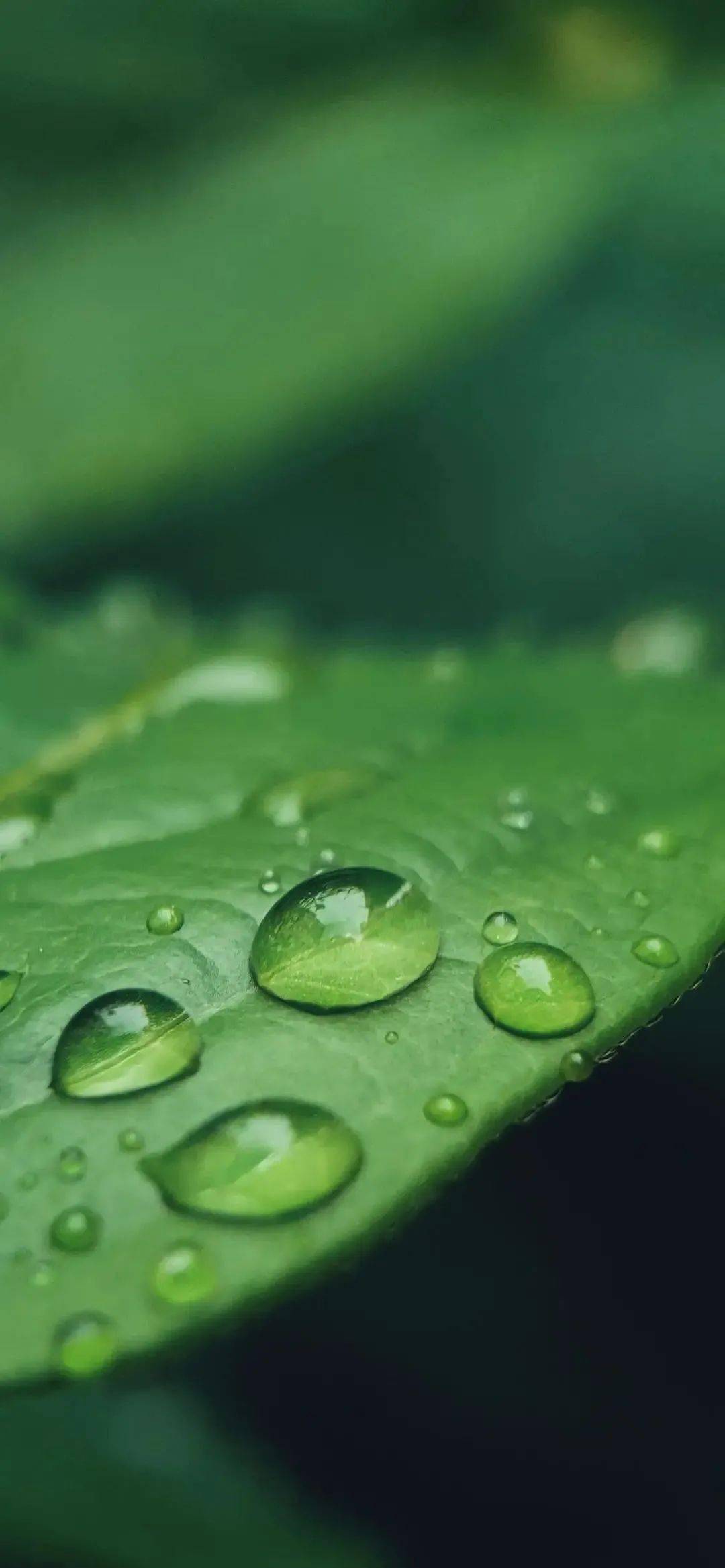 这些抖音高清壁纸绝了