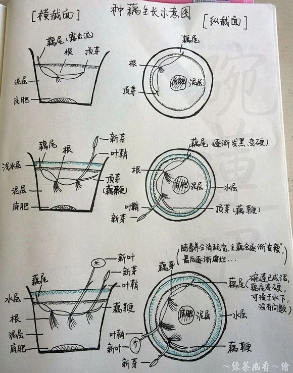 碗莲种子和藕的种植技术(值得收藏) - 水培植物/水生植物 浴花谷论坛