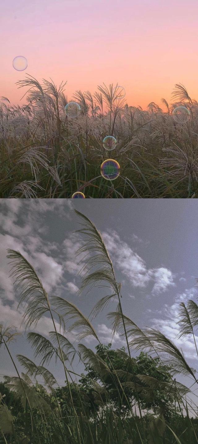 抖音网红壁纸看看有你喜欢的吗