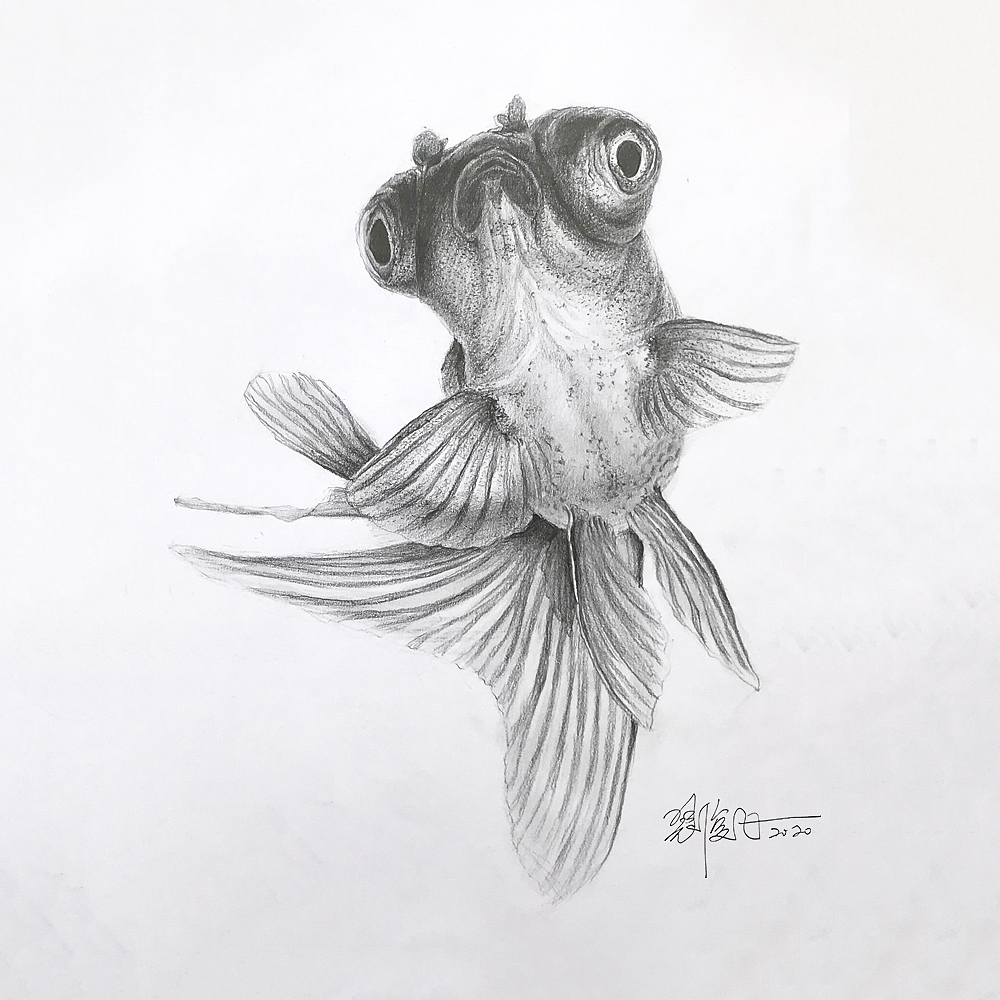 素描动物小金鱼|纯艺术|绘画|妈妈拉美术学院_原创作品-站酷zcool