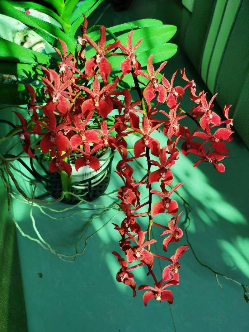 火焰兰的养殖方法和注意事项