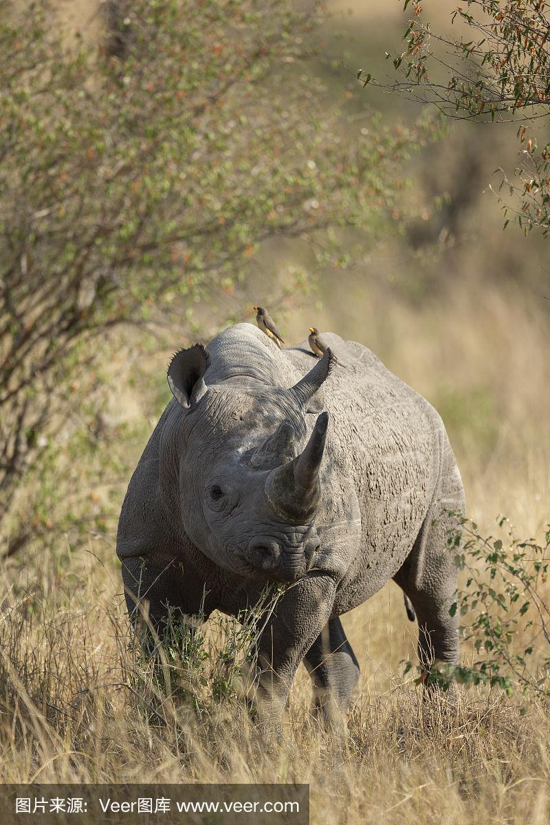 站在非洲肯尼亚马赛马拉灌木丛下的黑犀牛