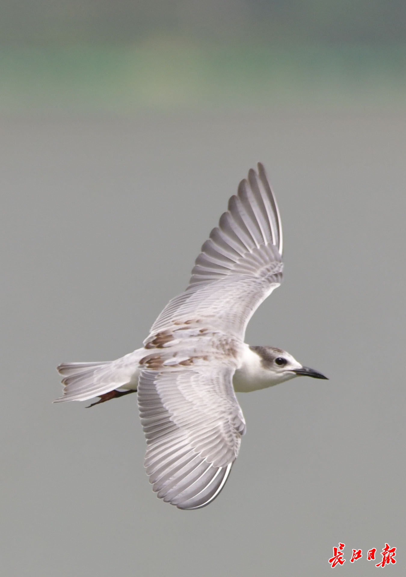 赏湖景观飞鸟图集