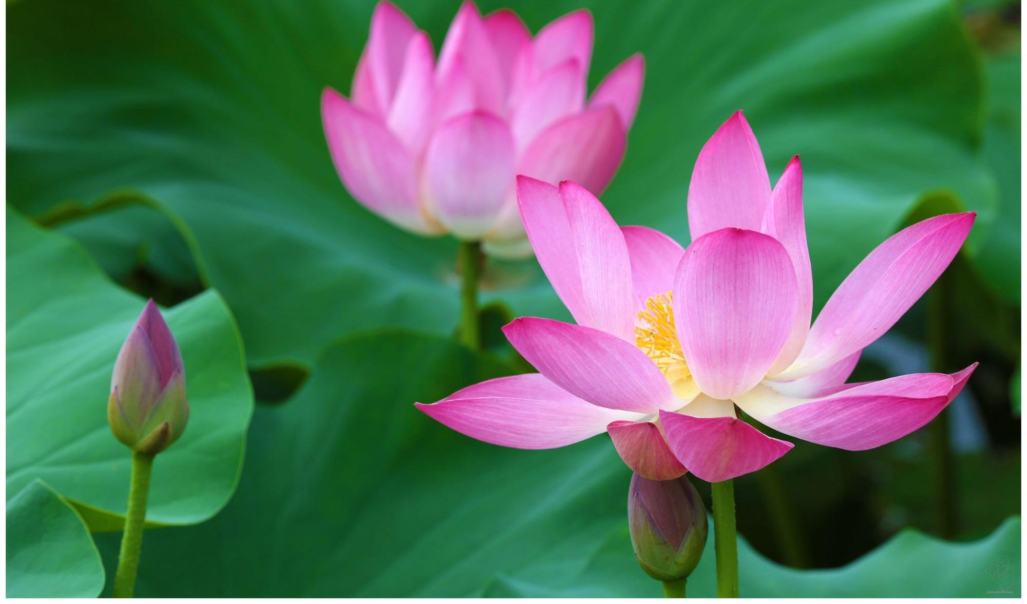 最美夏日荷花季