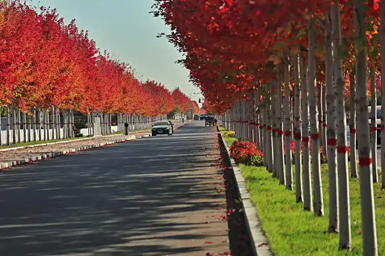 我镜头里的枫林大道
