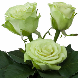 绿光 绿色切花月季玫瑰花苗 家居阳台盆栽庭院浓香观花植物花卉
