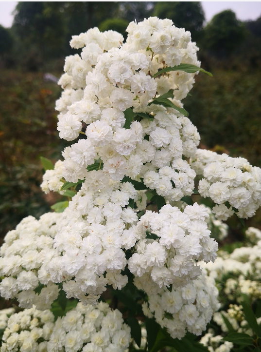 重瓣麻叶绣线菊:新娘花环spiraea cantoniensis flore pleno