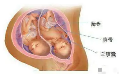 m生的是女宝6,7w 1d的bc数据:胎囊2.91.9生的是男孩怀和女宝变化.