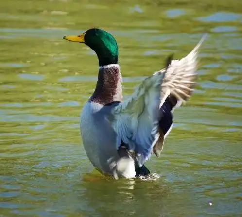 春回大地暖,品鸭正当时