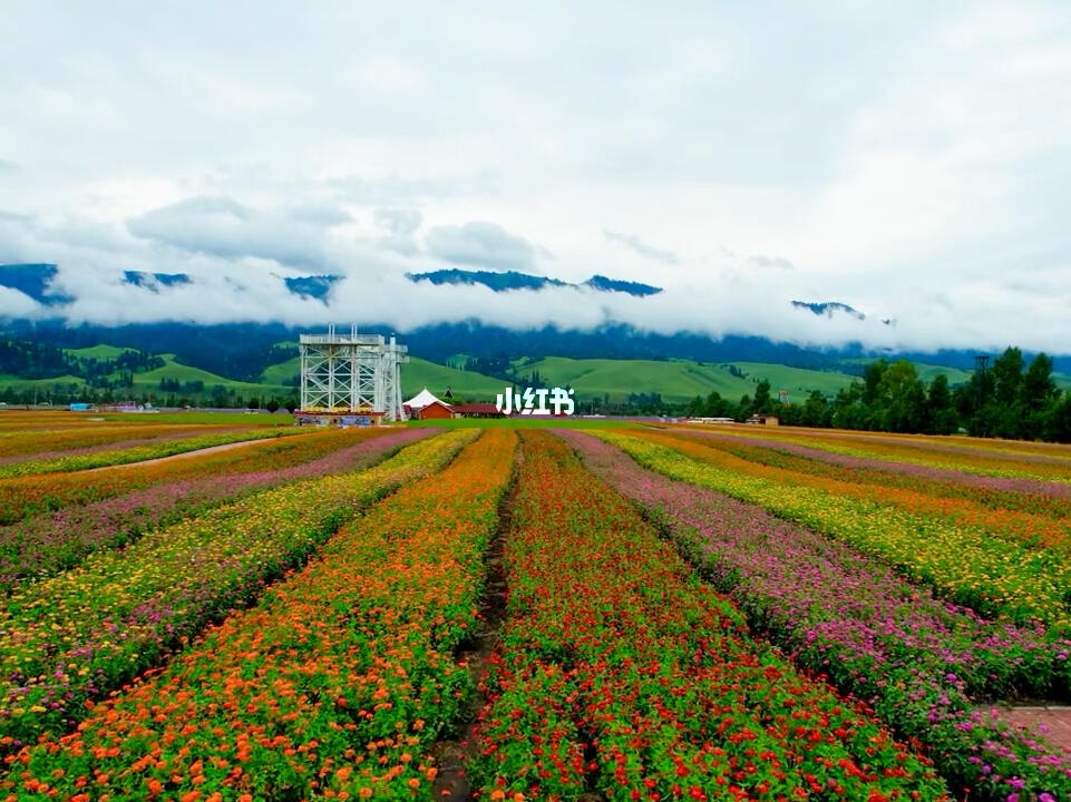 沉浸式欣赏花海那拉提