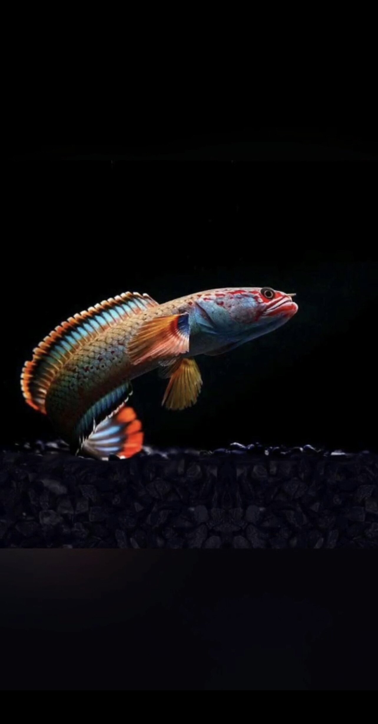 雷龙二月渔血一型梦幻血斑冰火小型凶猛活体鱼