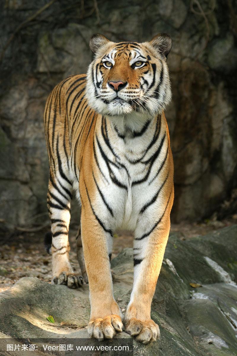 美泰虎站立展现全身和美丽的皮肤