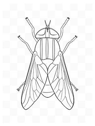 简约 i>手 /i> i>绘 /i>矢量昆虫苍蝇黑白色素描 i>线 /i> i>稿 /i>