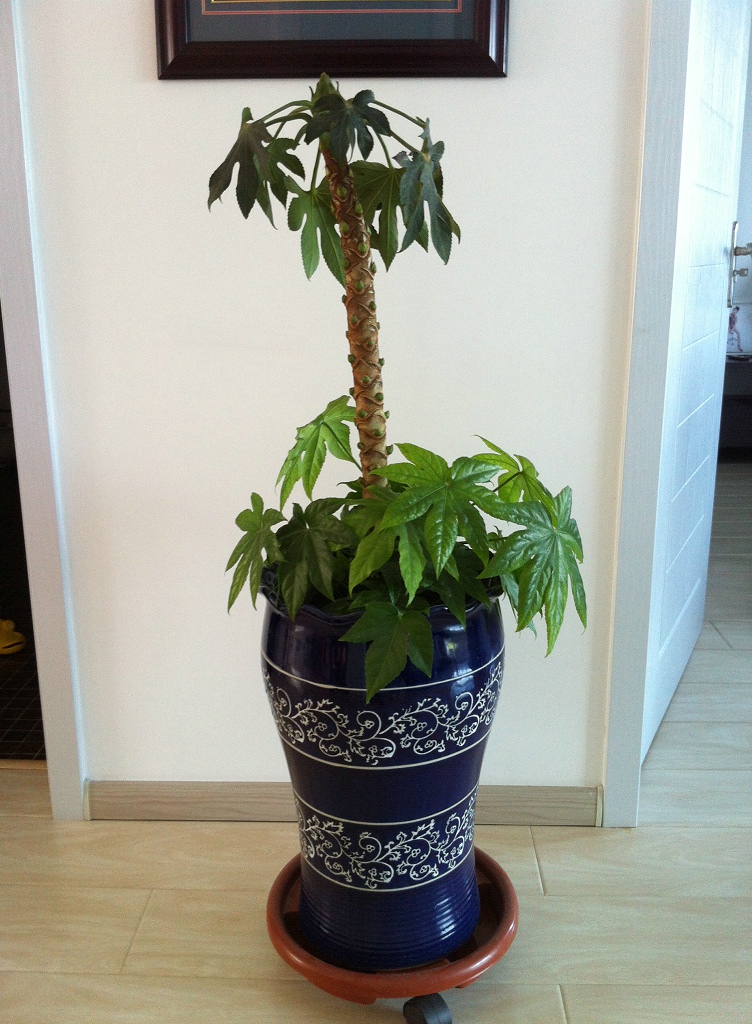 我家的八角金盘树以后该怎么养?