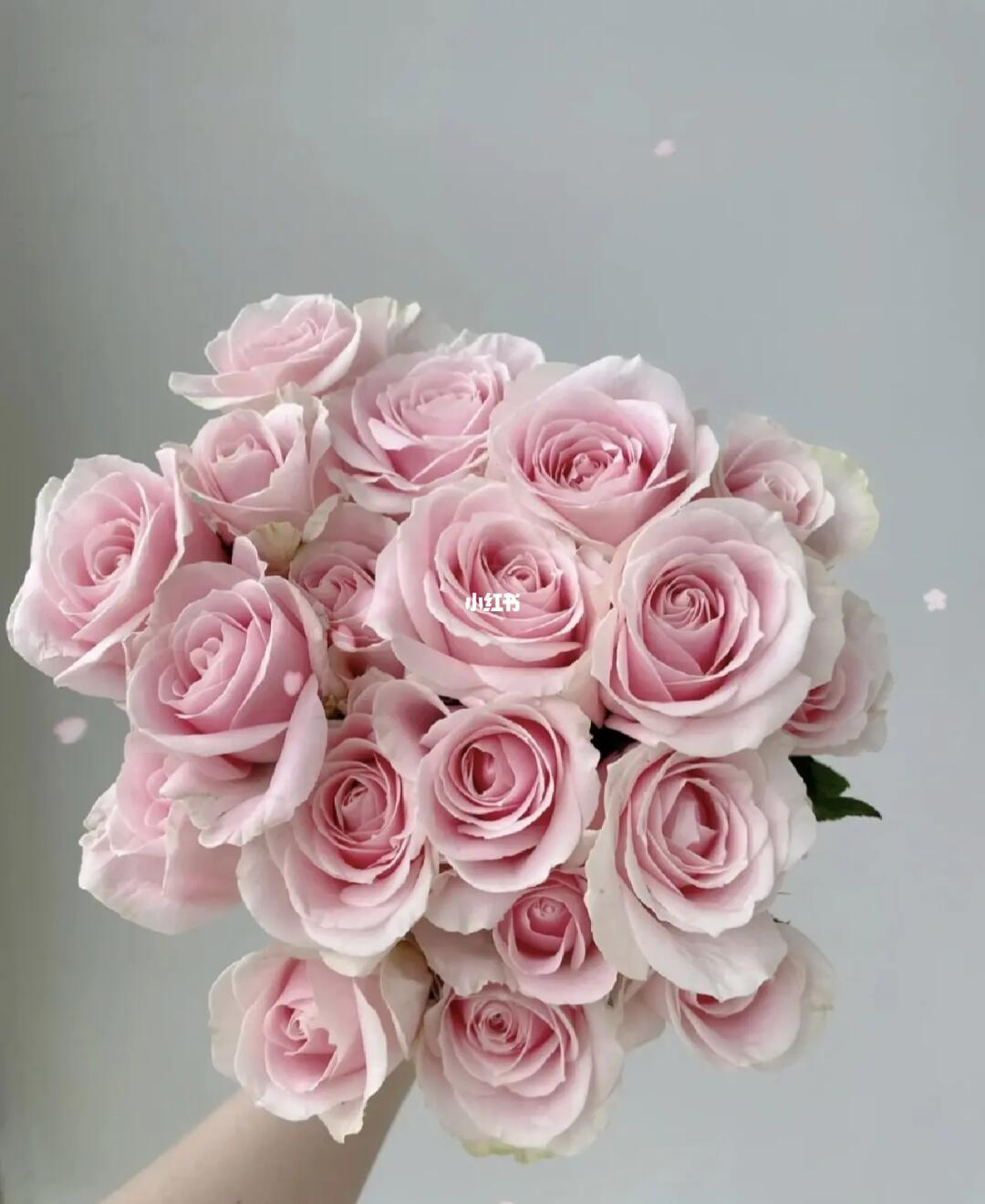 一块多一枝的方德粉红雪山没人喜欢吗