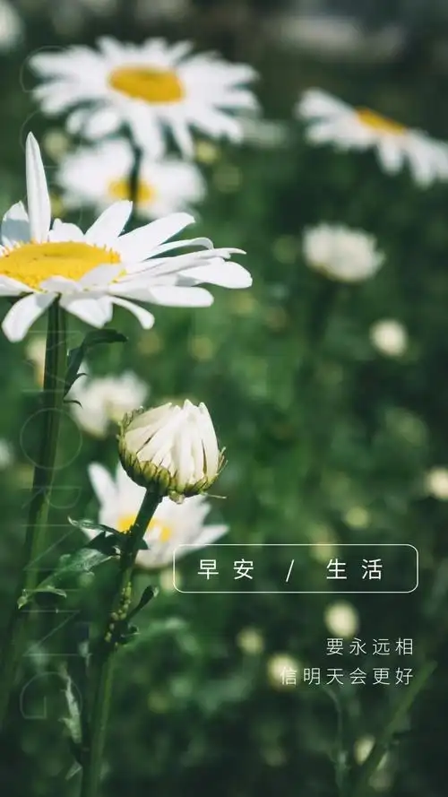 早上发朋友圈的阳光激励语带图片正能量早安句子