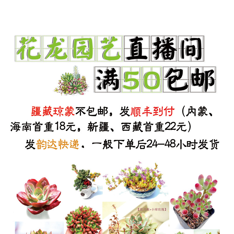 花龙园艺1号直播链接景天生石十二卷多植物多肉植物